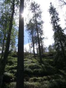 sun through trees